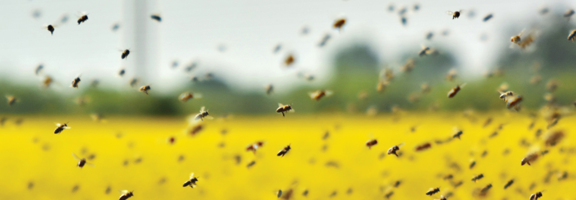 Swarm Intelligence: What Is It & How Are Agencies Using it? | FedTech ...